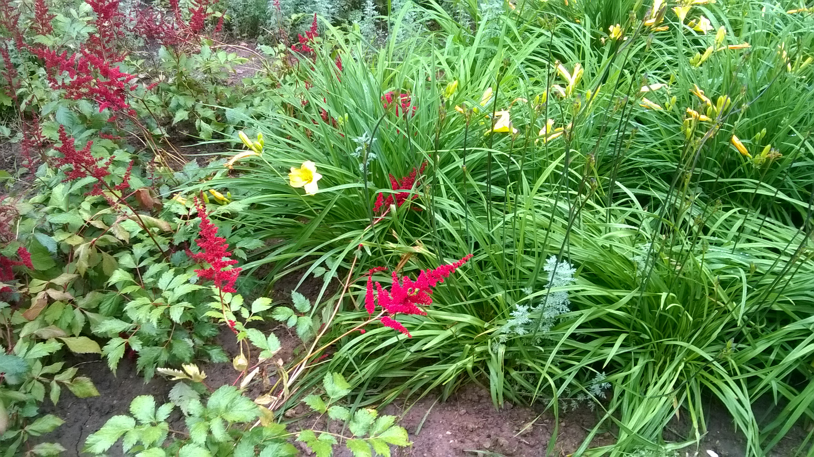 Kwiaty wieloletnie w ogrodzie