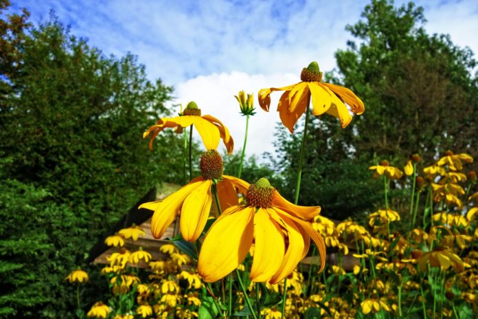 krzewy o żółtych kwiatach