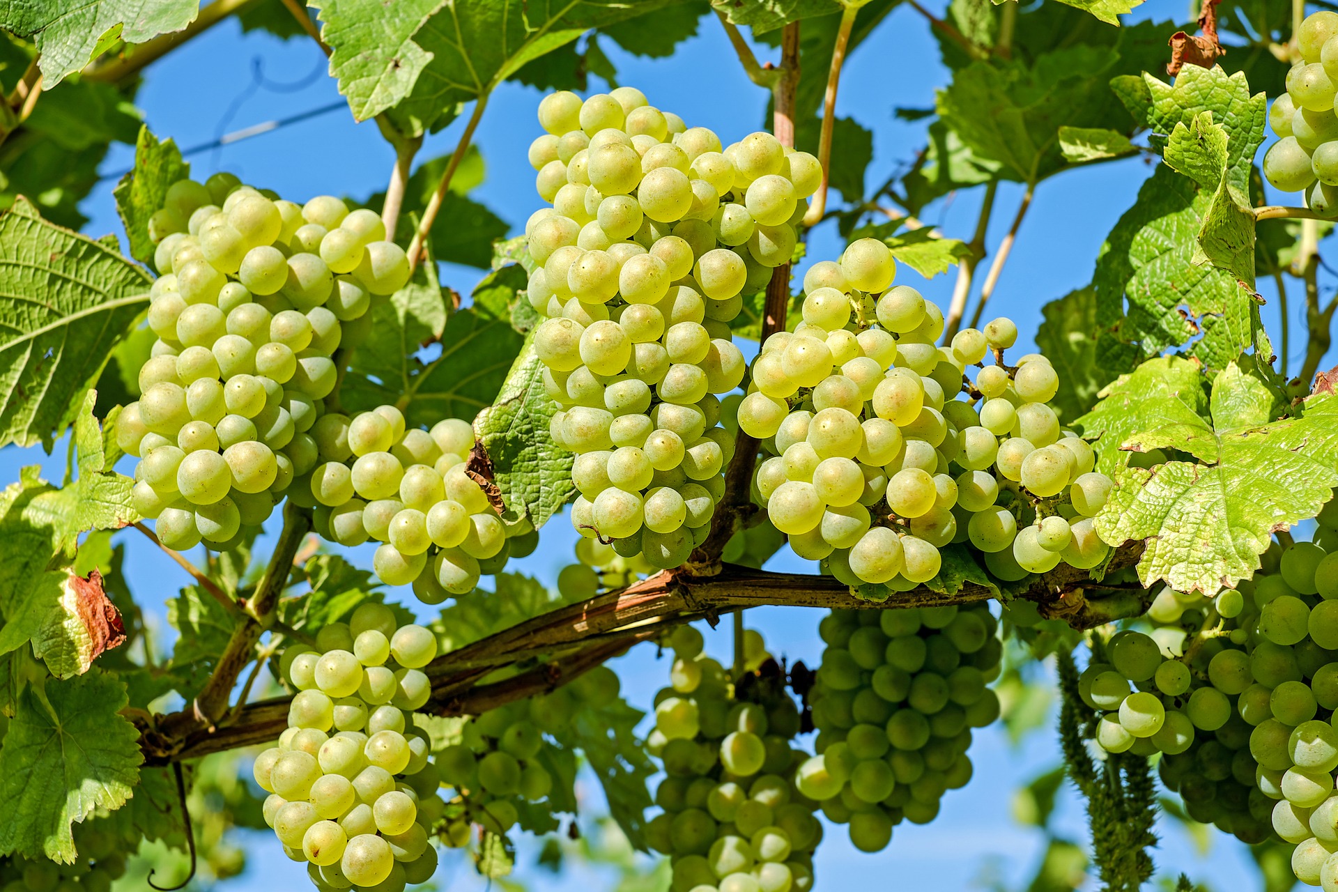 odmiany winogron