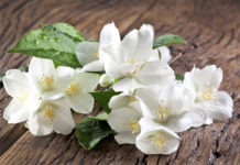 5 najpiękniej pachnących roślin do ogrodu