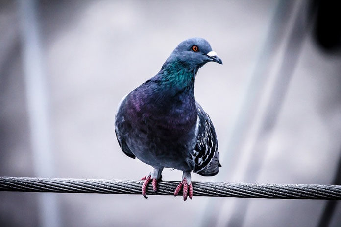 feathers-pigeon-bird-wire