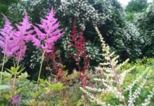 Kwiaty wieloletnie w ogrodzie