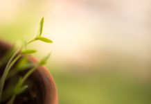 Sadzonki kwiatów wieloletnich