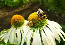 Kwiaty wieloletnie na działkę kwiaty wieloletnie na działkę