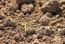 Szkółka drzew ozdobnych