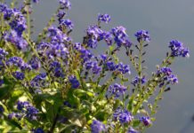 Rośliny wieloletnie