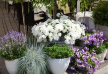 doniczki do kwiatów – jakie wybrać? Doniczki do kwiatów