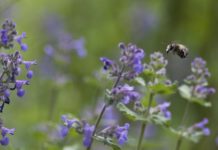 Byliny wieloletnie długo kwitnące