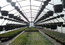 Szkółki ogrodnicze