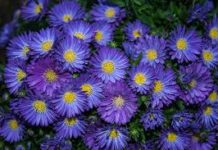 byliny ogrodowe wieloletnie