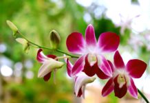 doniczki na storczyki doniczki na storczyki