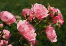 kwiaty rabatowe wieloletnie kwiaty rabatowe wieloletnie