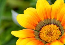 Kwiaty wieloletnie do ogrodu