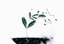 Ziemia ogrodnicza – jaką wybrać? Ziemia ogrodnicza – jaką wybrać?