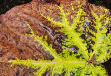 Sztuczne oświetlenie dla roślin – porówanie rodzajów lamp Sztuczne oświetlenie dla roślin – porówanie rodzajów lamp