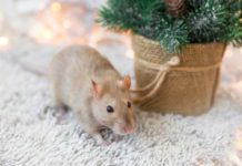 Problem z gryzoniami – jak skutecznie się ich pozbyć?