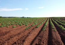 Jak przyspieszyć wzrost upraw