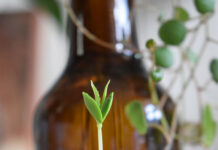 Mieszkanie w stylu urban jungle