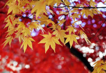 Jesień na tarasie i w ogrodzie