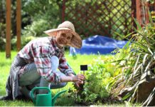 Internetowy sklep ogrodniczy