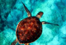 Co to jest powłoką ceramiczną na patelni? Co to jest powłoką ceramiczną na patelni?