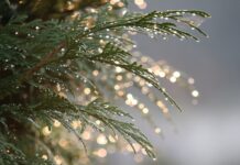 Czy tuja w doniczce przetrwa zimę? Czy tuja w doniczce przetrwa zimę?