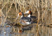 Ile gniazd 230V na jednym obwodzie? Ile gniazd 230V na jednym obwodzie?