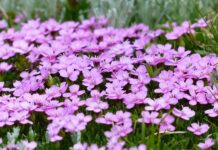 Co można zrobić aby pozbyć się mchu z trawnika?