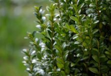 Czy bukszpan przezimuje w donicy?