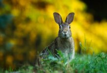 Jak długo królik może zostać sam?