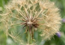 Co zrobić z liśćmi w ogrodzie?