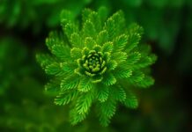 Jakie rośliny wieloletnie do gazonów? Jakie rośliny wieloletnie do gazonów?