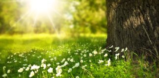 Gdzie wyrzucać trawę po koszeniu?