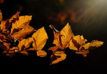 Co zamiast grabi? Co zamiast grabi?