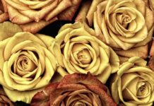 Czym się różni spiek od gresu?