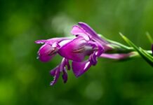 Jak najtaniej ogrodzić działkę?