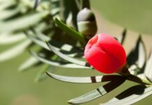 Jak zrobić osłonkę na doniczkę z gipsu? Jak zrobić osłonkę na doniczkę z gipsu?