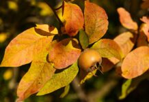 Na jakich meblach nie widać kurzu?