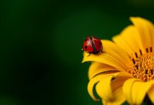 Ile kosztuje słupek ogrodzeniowy?