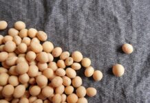 Czy soja jest zdrowa? Czy soja jest zdrowa?