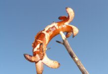 Z czego najlepiej zrobić grilla? Z czego najlepiej zrobić grilla?