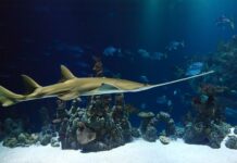 Czy trzeba docierać nowa piłę spalinową? Czy trzeba docierać nowa piłę spalinową?