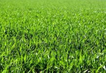 Czy nasiona trawy trzeba Przysypać Ziemia?