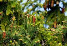 Czy igły z TUI zakwaszają ziemię? Czy igły z TUI zakwaszają ziemię?