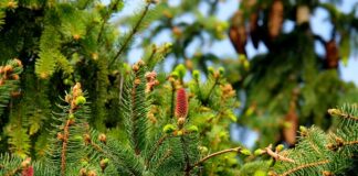 Czy igły z TUI zakwaszają ziemię?