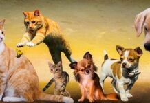 Dlaczego psy piją wodę z toalety? Dlaczego psy piją wodę z toalety?