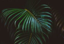 Czy liście są dobrym nawozem? Czy liście są dobrym nawozem?