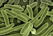 Czy wodę z bakterią coli można pić po przegotowaniu?