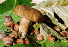 Jak pozbyć się filcu z trawnika? Jak pozbyć się filcu z trawnika?