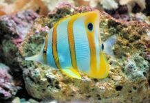 Ile kosztuje metr rury miedzianej 15? Ile kosztuje metr rury miedzianej 15?